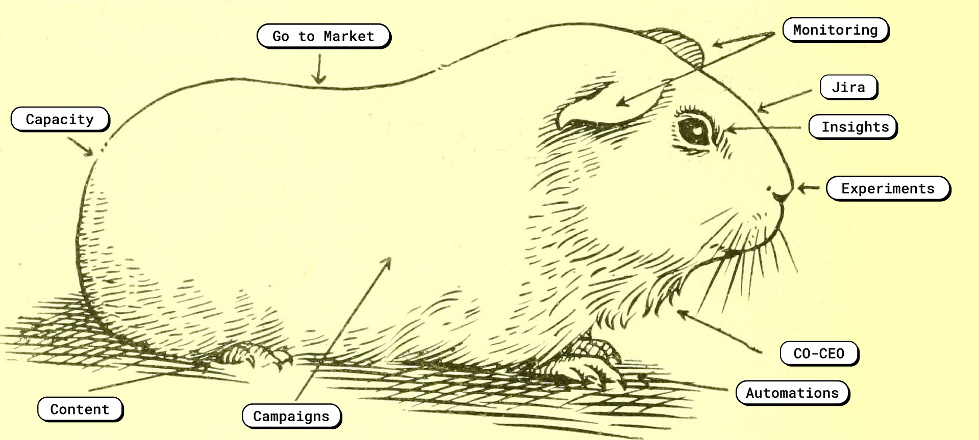 A Marketing Guinea Pig and its body parts